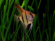 Angelfish