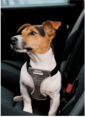 Pet Goods Online Dog Travel Accessories- Ancol Dog Padded Car and Walking Harness 1
