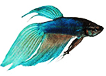 Pet Goods Online-Fish- Spring Cleaning 