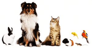 Pet Goods Online- Spring Cleaning