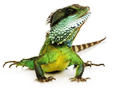 Pet Goods Online- Reptile-Spring Cleaning 