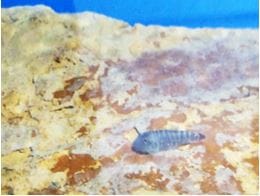 Controlling Algae Buildup