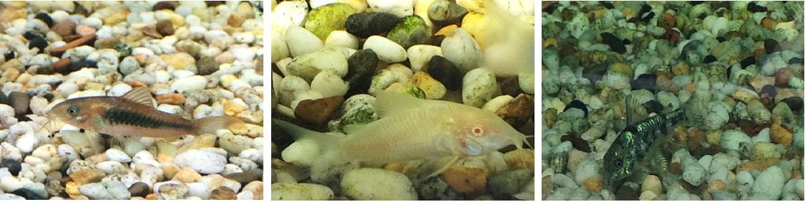 Controlling Algae Buildup