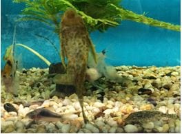 Controlling Algae Buildup