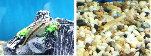 Controlling Algae Buildup