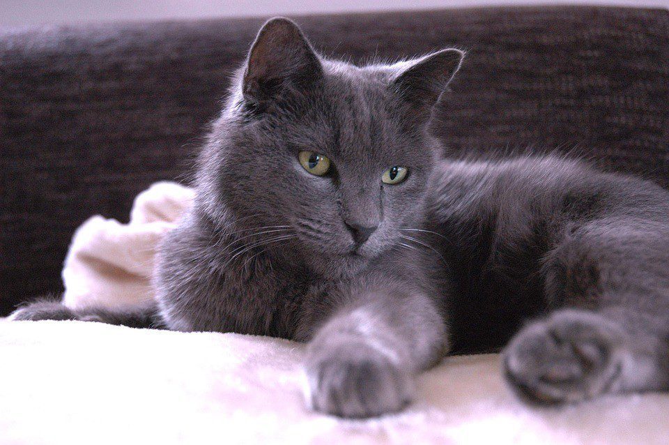 European Pets