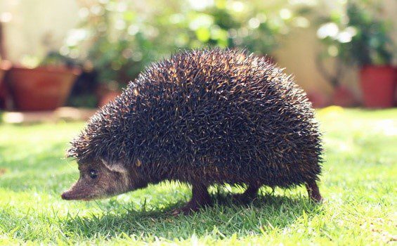 European Pets