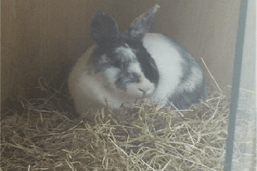 European Pets