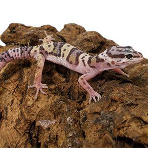 What is the best pet lizard?