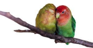 Hand Taming Birds