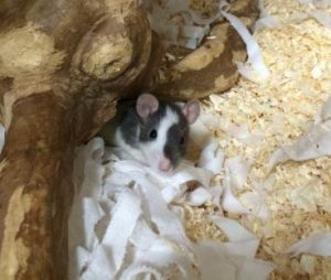 Rat Care Guide 