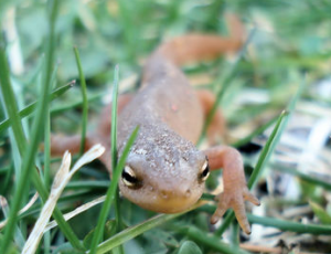 small-salamander