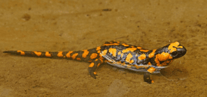 orange-salamander