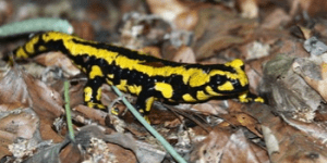 yellow-salamander
