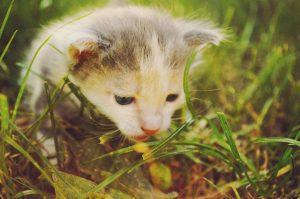 cat care