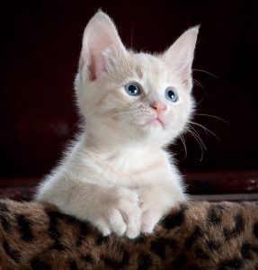 cat care 