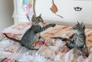 cat care