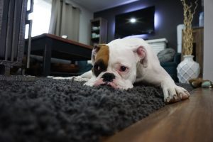 Dog Care