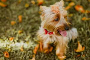 Dog Care