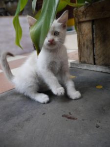 cat care