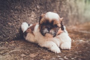 Dog Care