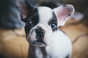 Dog Care