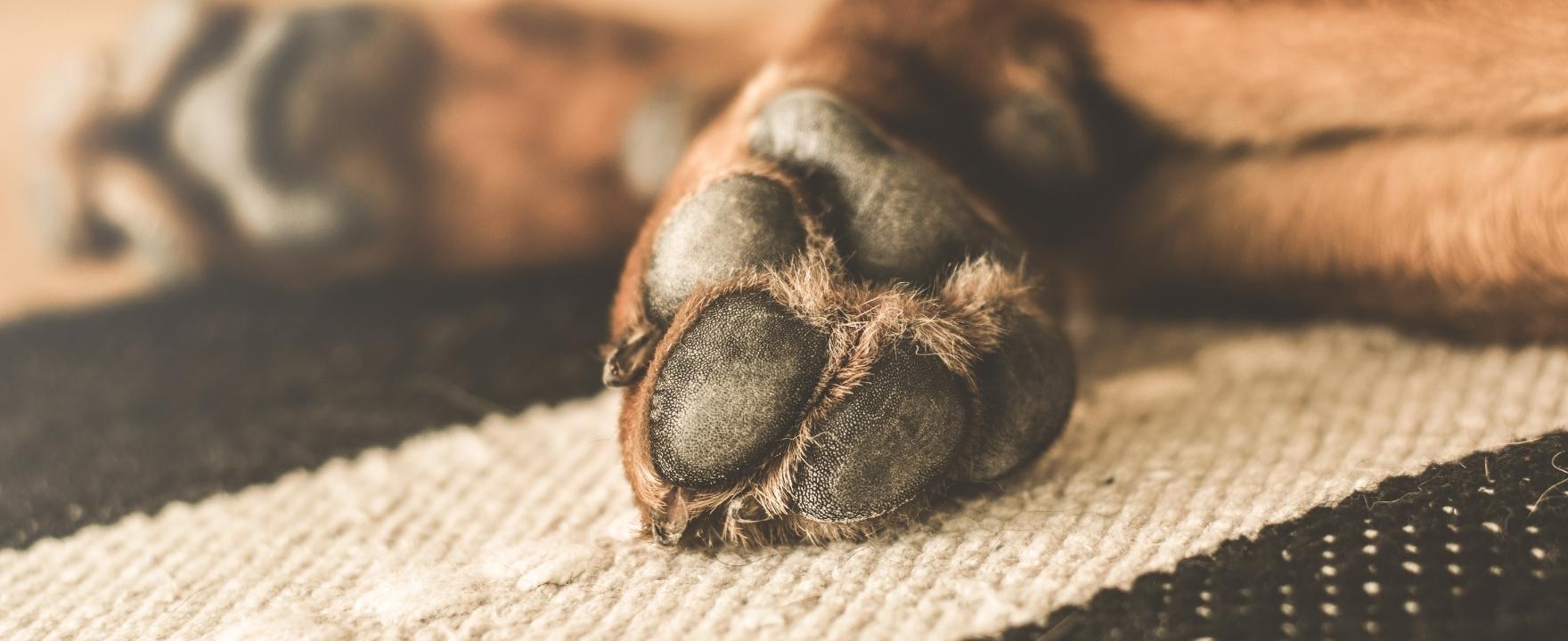 Paw and Pad Care for Your Pet