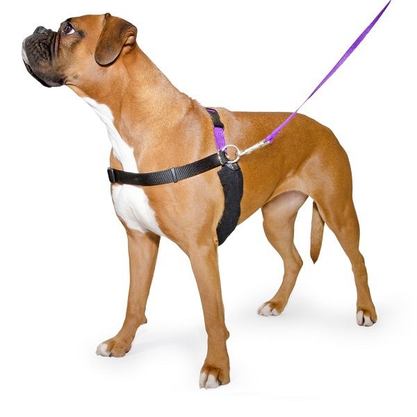 Ancol PURE Dog Listeners & Training Harness & Lead Set