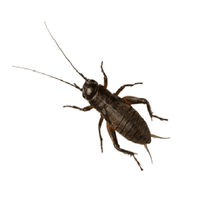 Black Crickets Various Sizes - Livefood