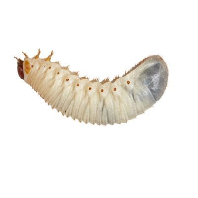 Fruit-Beetle Grubs Pre-Pack - Livefood