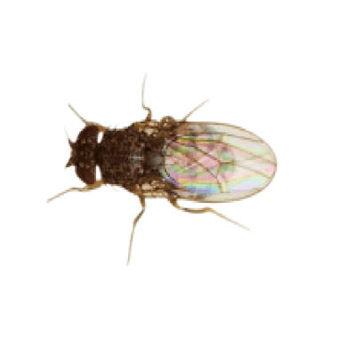 Flightless Fruitfly Culture - Livefood