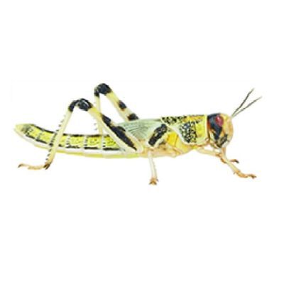 Locusts Various Sizes - Live Food