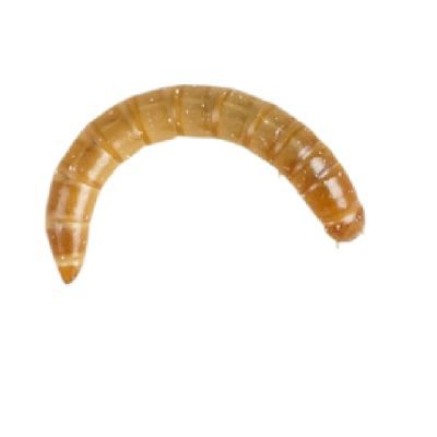 Morio worm Pre-pack - Livefood