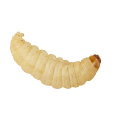 Waxworms in Shavings - Livefood