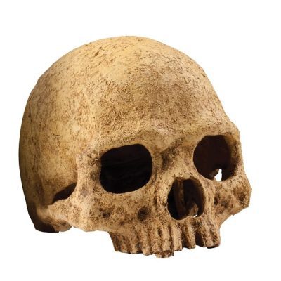 Exo-Terra Skulls Hide Out