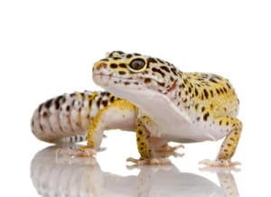 leopard-gecko