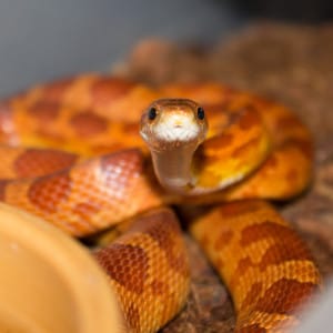 corn snake