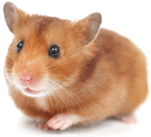 caring for your hamster