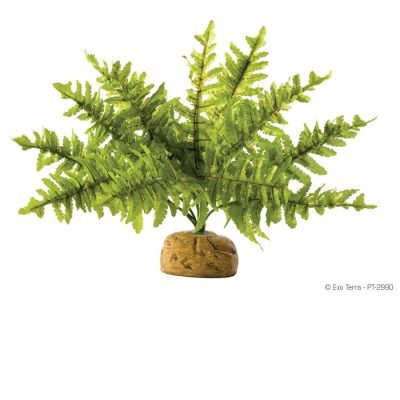 Exo Terra Boston Fern