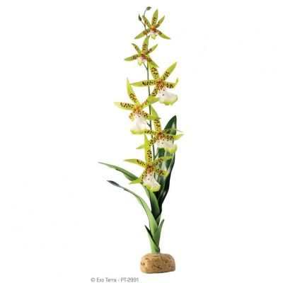Exo-Terra Spider Orchid