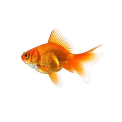 Fantail Fish - Red & Black