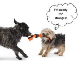 Dog toys, fun, play and treats- Pet Goods Online