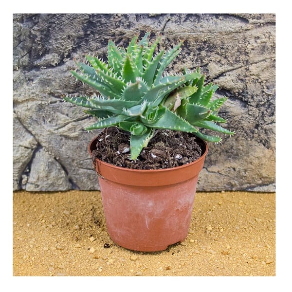 PR Live Plant Aloe mitriformis