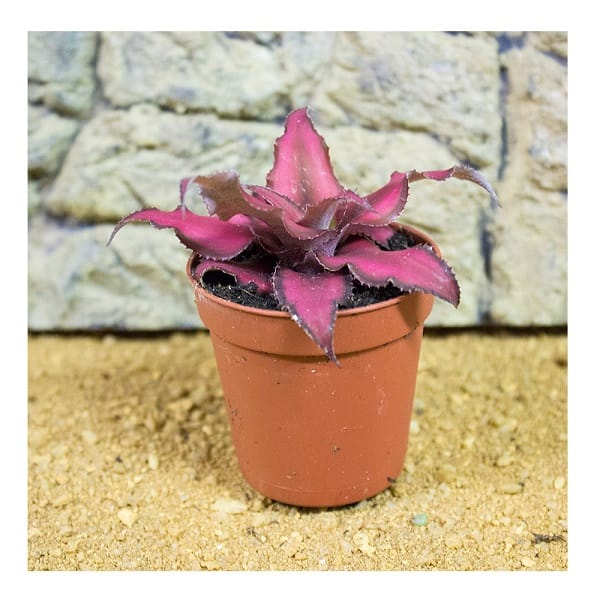 PR Live plant Cryptanthus