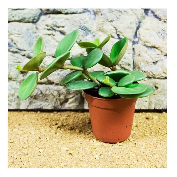 PR Live plant. Peperomia rotundifolia