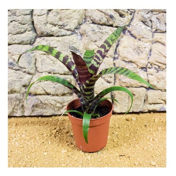 PR Live plant. Vriesea (5.5cm pot)