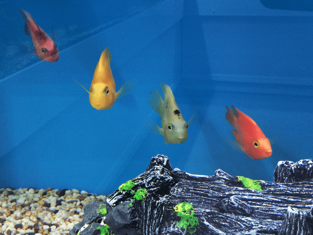 aquarium