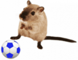 Pet Toys