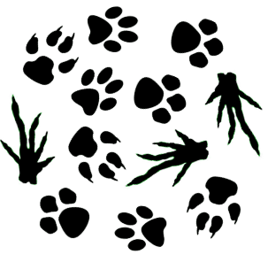 European Pets