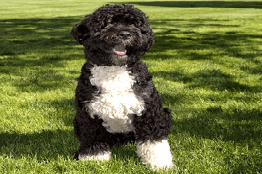 European Pets